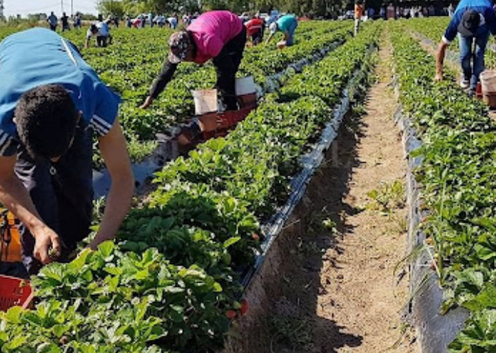 Omella plantea avanzar con una regularización extraordinaria de personas trabajadoras migrantes