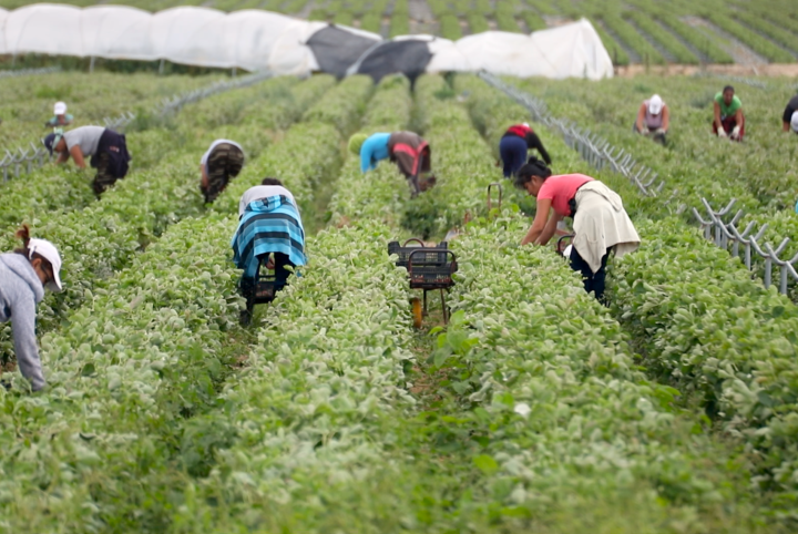 El Consejo de Europa denuncia las condiciones laborales de trabajadoras migrantes en los campos de fresa de Huelva