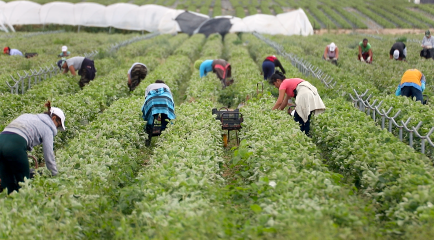 El Consejo de Europa denuncia las condiciones laborales de trabajadoras migrantes en los campos de fresa de Huelva