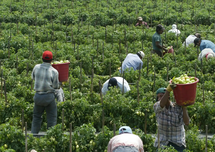 Cáritas pide reactivar la propuesta de regularización extraordinaria de trabajadores migrantes