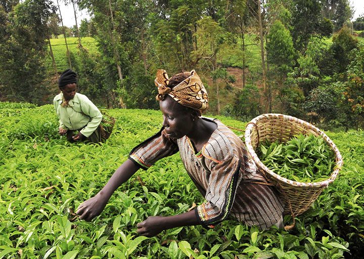 Kenia: Trabajadores del té | Alianza de Trabajadores del Turismo | India: Trabajadores de Amazon