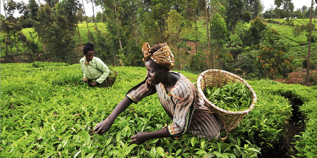 Kenia: Trabajadores del té | Alianza de Trabajadores del Turismo | India: Trabajadores de Amazon