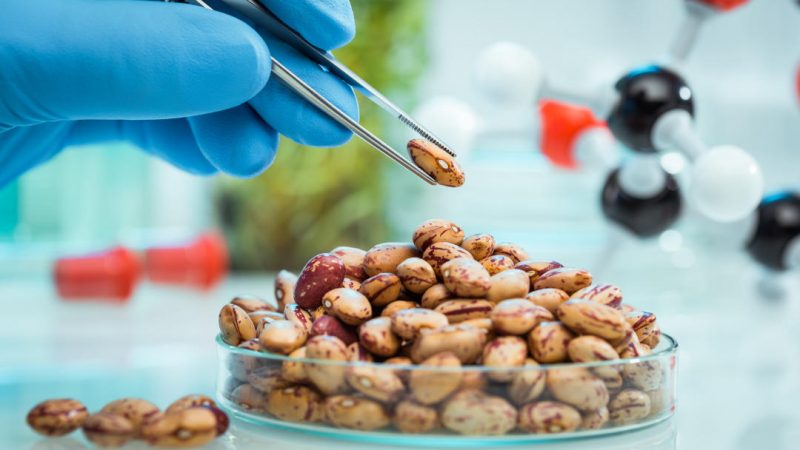 Críticas al Gobierno por apoyar la eliminación del etiquetado de los organismos modificados genéticamente